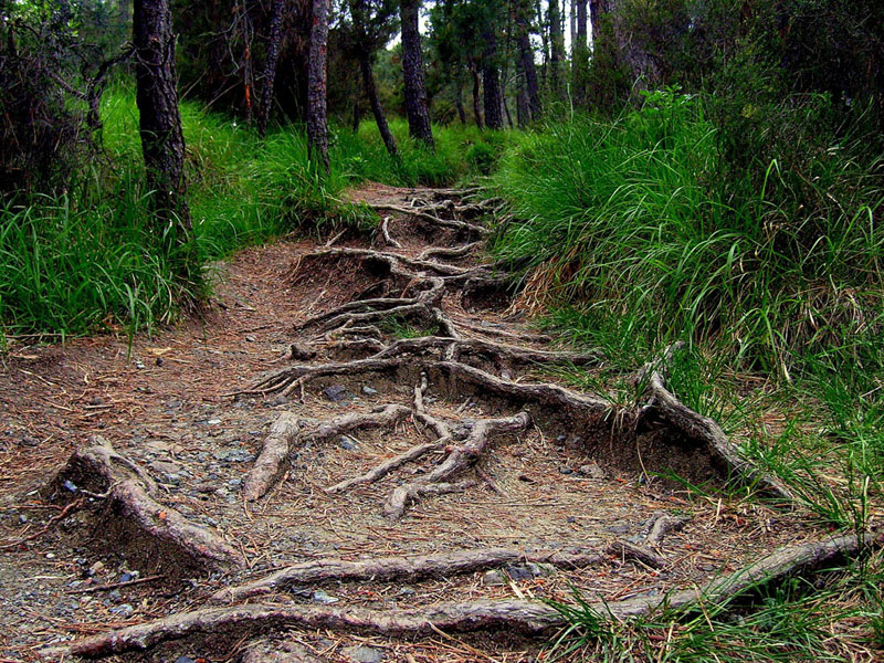 tree roots winding path