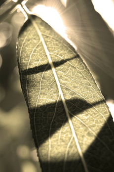 sun through leaf